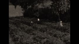 Sken filmu
